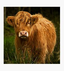 Coo Photographic Print