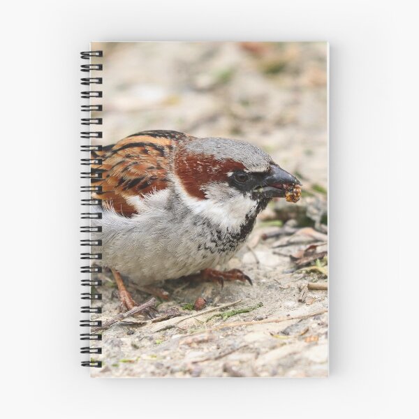 Item preview, Sparrow eating a ladybird designed and sold by GreyFeatherPhot.
