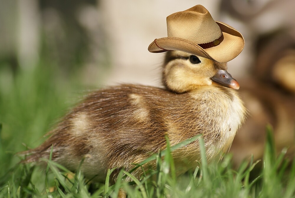 duck cowboy hat