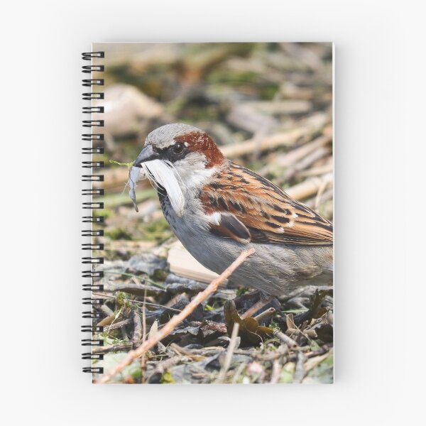 Item preview, House sparrow collecting feathers designed and sold by GreyFeatherPhot.