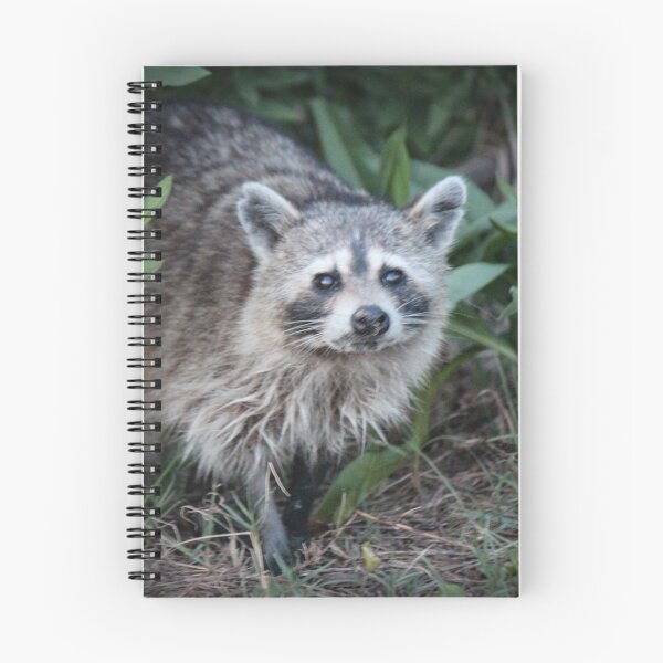 Item preview, Raccoon designed and sold by Bob Hardy.