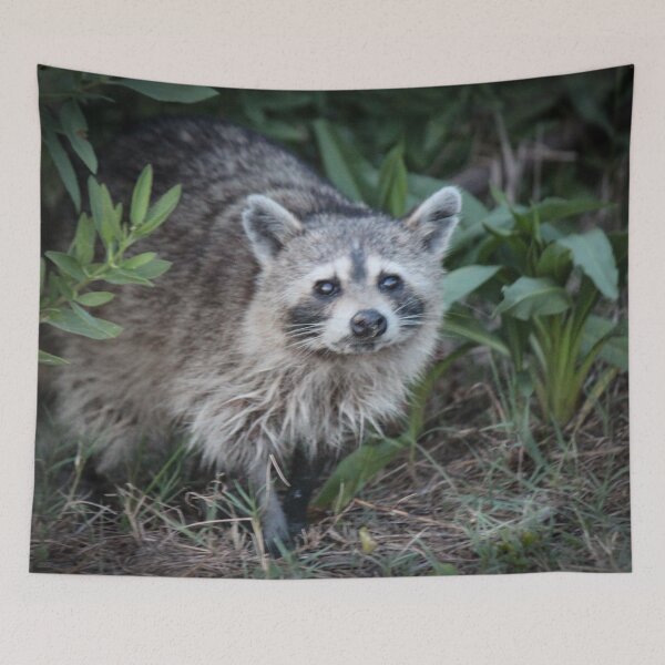 Item preview, Raccoon designed and sold by Bob Hardy.