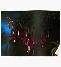 Dark Fuschia Poster