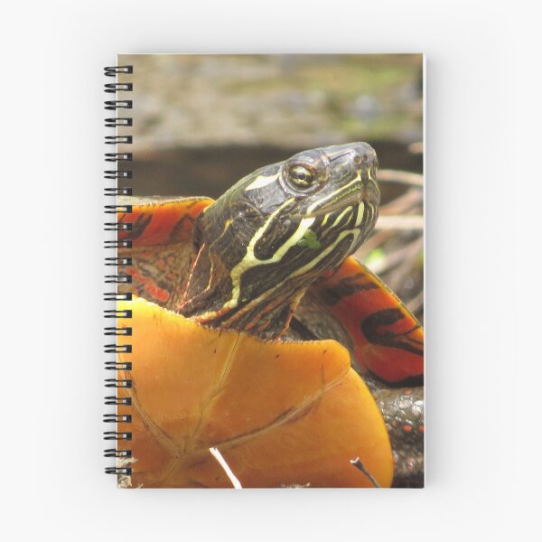 Item preview, PAINTED TURTLE WITH ATTITUDE designed and sold by Monica-Stroud.