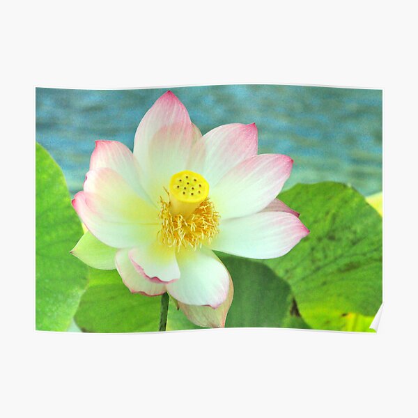 Open Face Lotus Poster