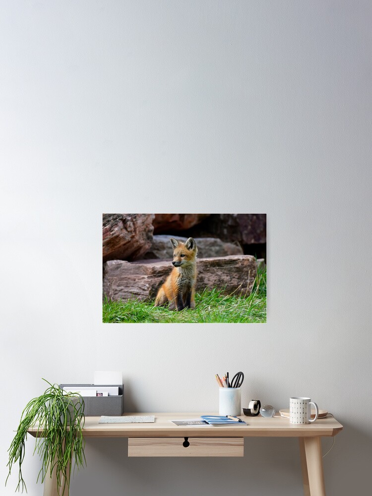 Thumbnail 2 of 3, Poster, Red Fox Kit designed and sold by Lostbear.