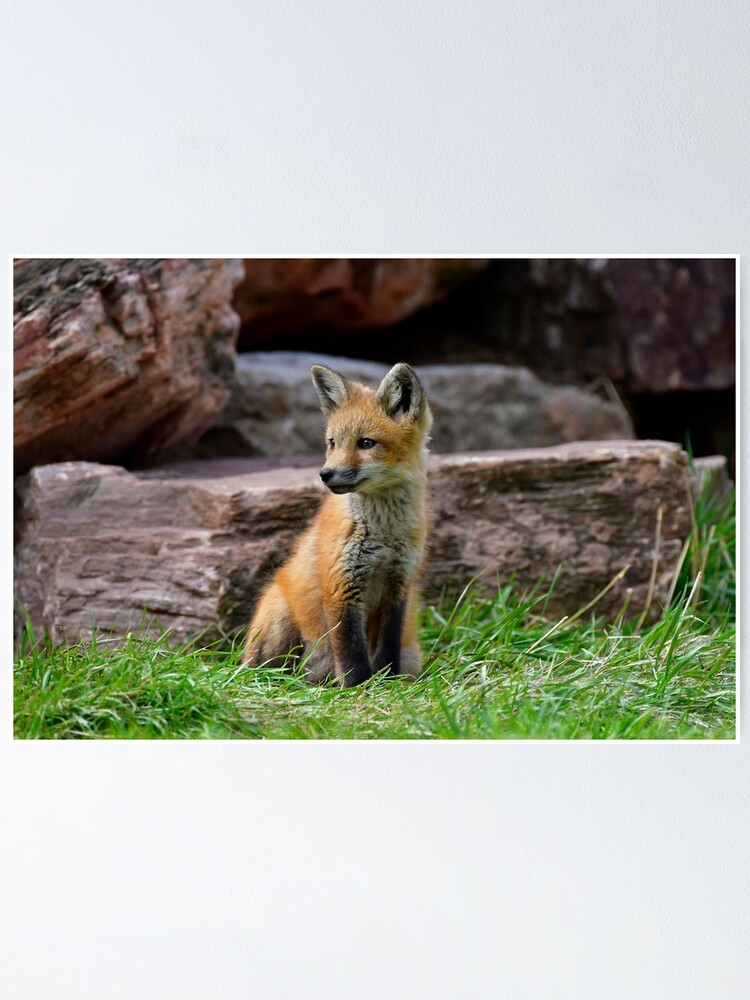 Thumbnail 1 of 3, Poster, Red Fox Kit designed and sold by Lostbear.