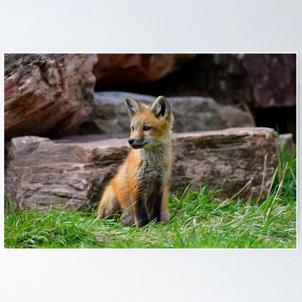 Item preview, Red Fox Kit designed and sold by Karen Peron.