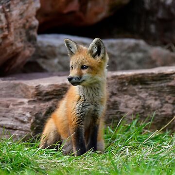 Artwork thumbnail, Red Fox Kit by Karen Peron