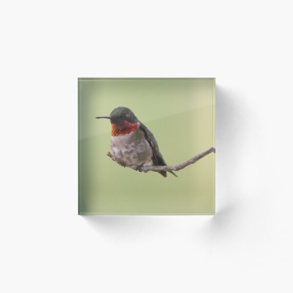 Hummingbird Acrylic Block