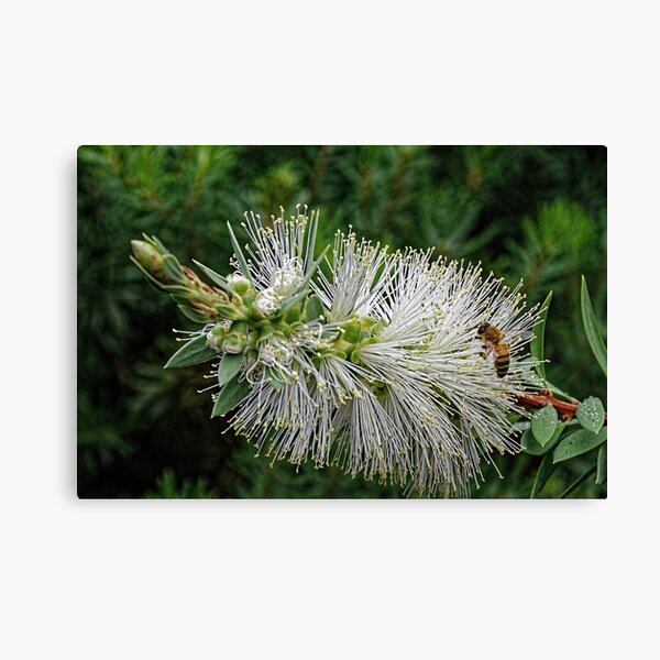 Item preview, Bee on White Native Flower Currie Wing Leith Park Victoria 201920180422 0348  designed and sold by Fred Mitchell.