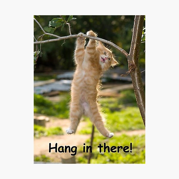 Hang in There Cat Poster Photographic Print