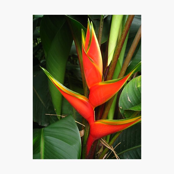 Beautiful Heliconia Photographic Print