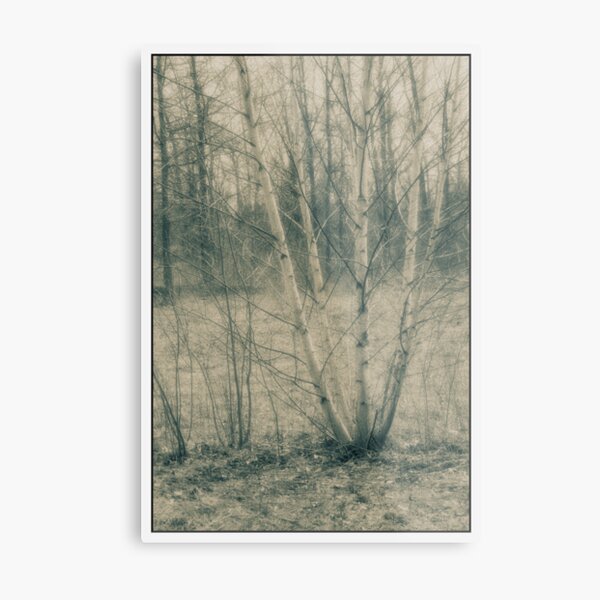 untitled - Lou Campbell nature preserve birch tree Metal Print
