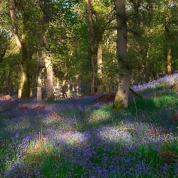 Artwork thumbnail, Dappled Light by ShinyPhoto