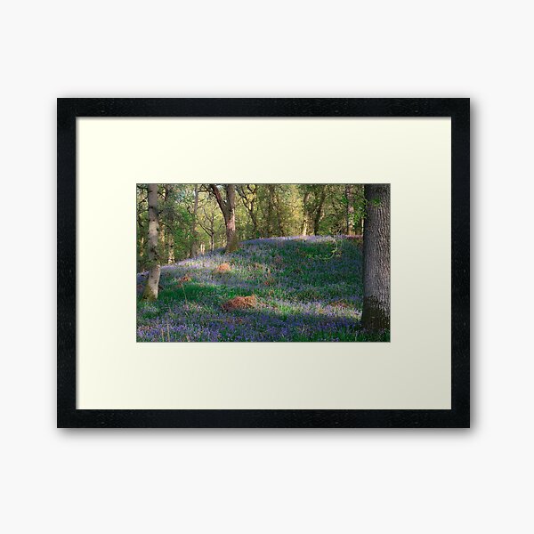 Dappled Light (2) Framed Art Print
