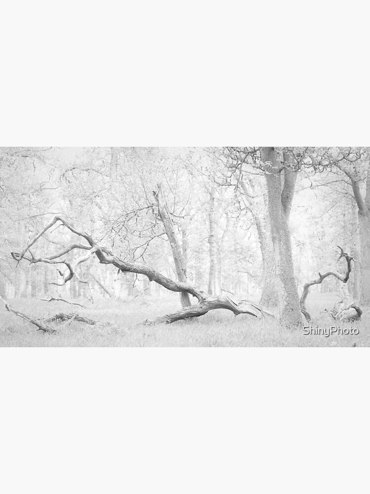 Bluebell Woods, Minus Blue by ShinyPhoto