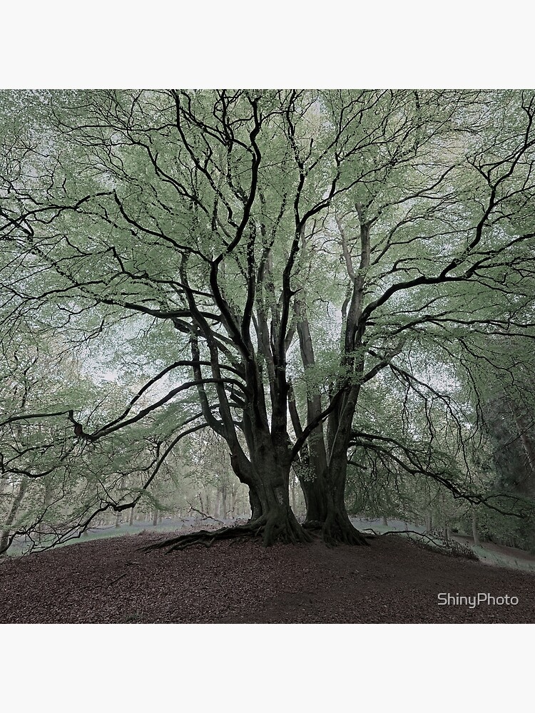 Artwork view, Under the Beeches designed and sold by ShinyPhoto