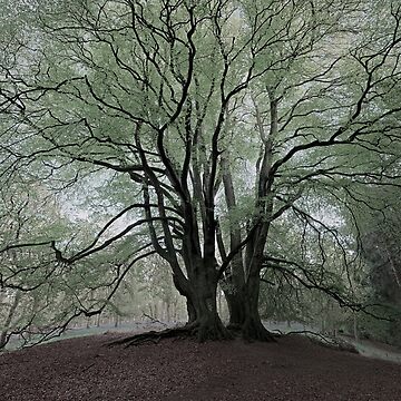 Artwork thumbnail, Under the Beeches by ShinyPhoto