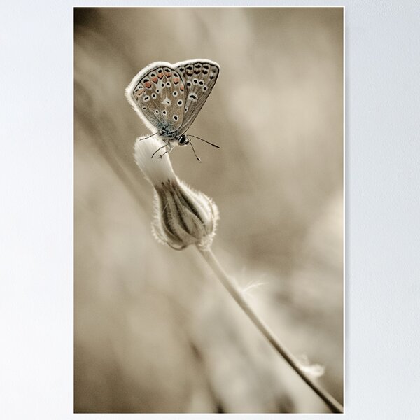 Item preview, Dusted designed and sold by tchebytchev.