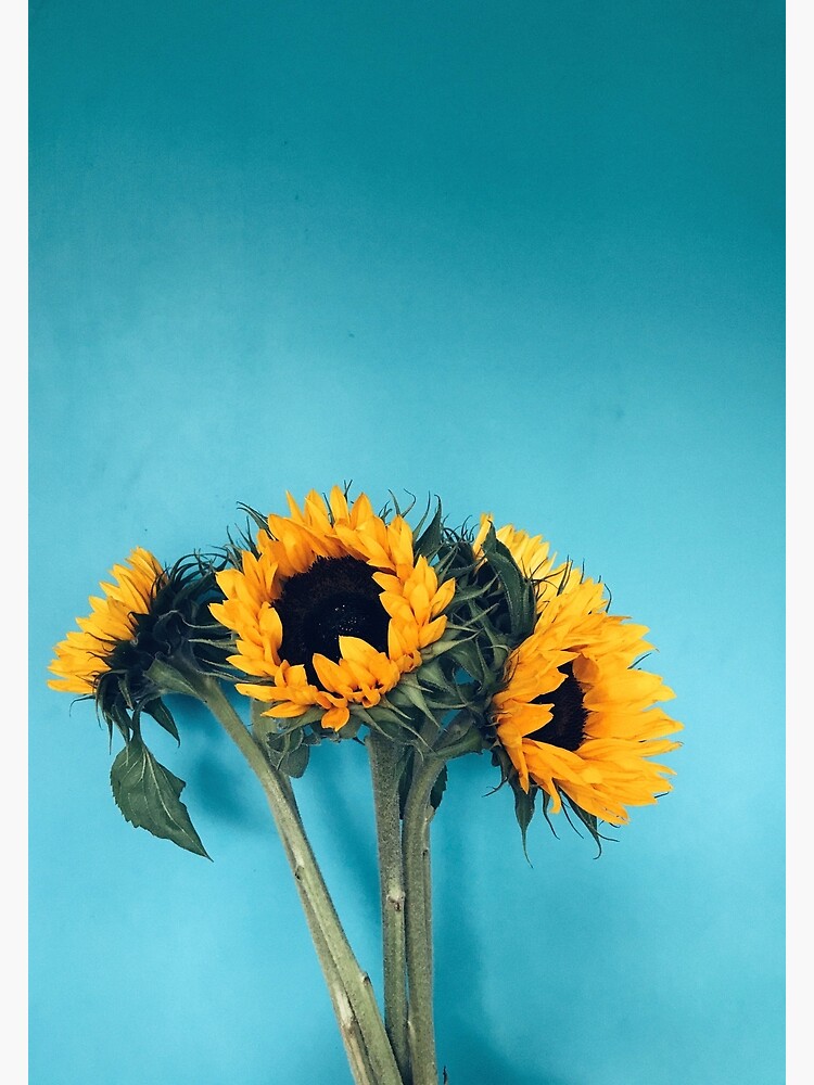 Sunflowers by franceslewis