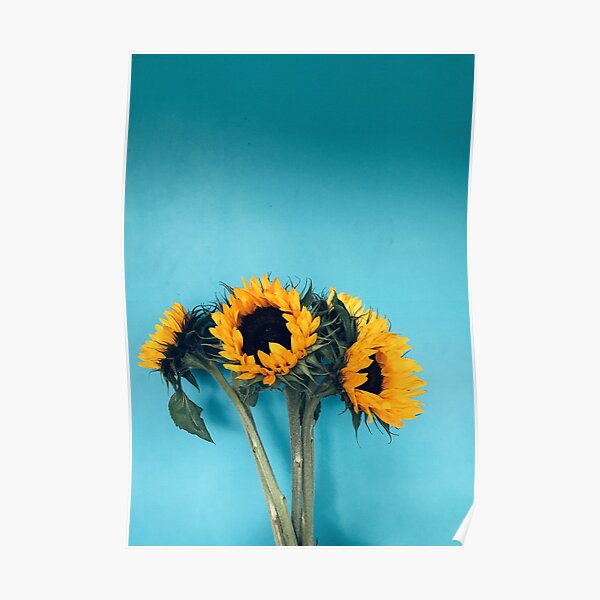 Sunflowers Poster