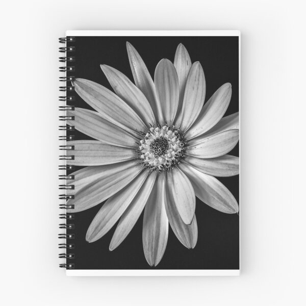 Item preview, African Daisy 1 designed and sold by Nigel R Bell Photography.