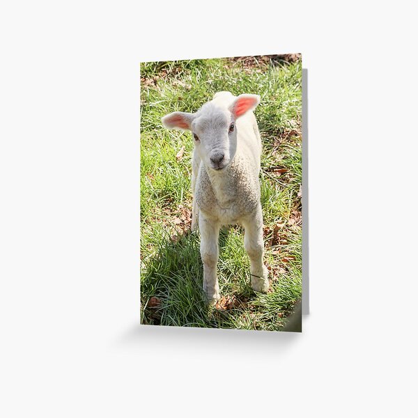 Carte De Vœux Agneau Blanc Bebes Animaux Animaux Par Kirei Lily Redbubble