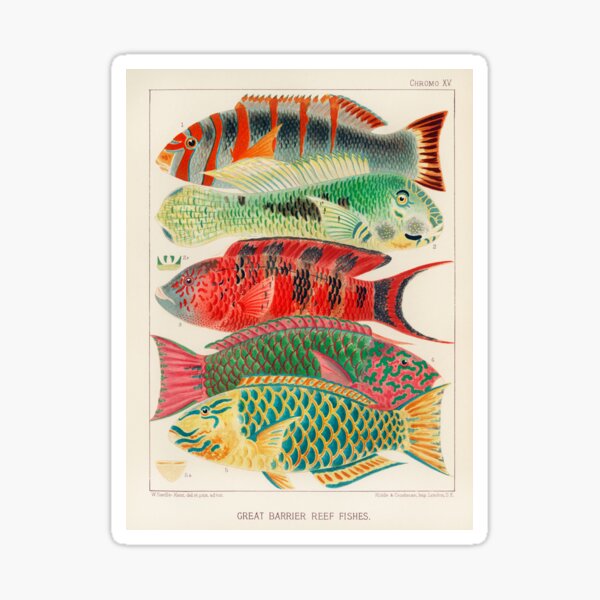 Item preview, Great Barrier Reef Fish by William Saville-Kent, 1893 designed and sold by Vintage Wall Art.