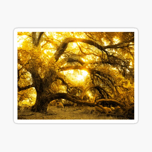 Item preview, Golden Oak designed and sold by Robert Ball.