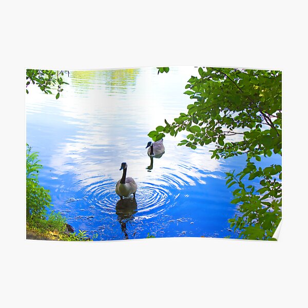 Geese Poster