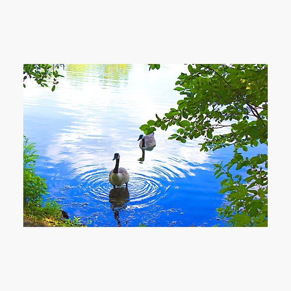 Geese Photographic Print
