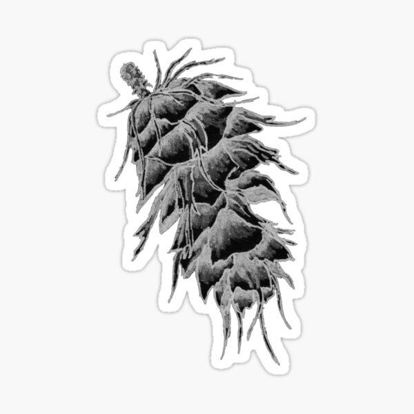 Evergreen fir tree branch and white pine cones closeup on woode Photograph  by Liss Art Studio - Pixels