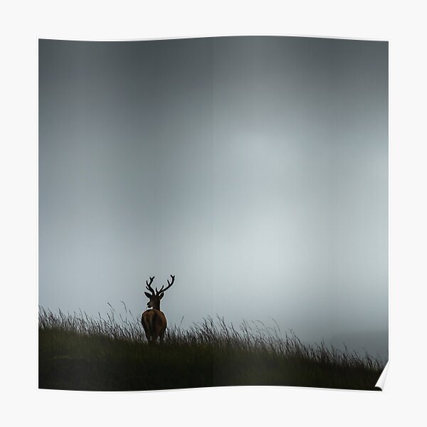 Scottish Deer Poster
