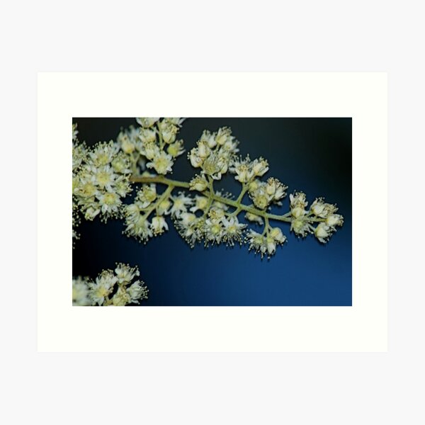 Item preview, White Flowers and the Evening Sky designed and sold by Tori Snow.