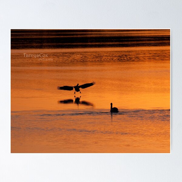 Item preview, woah, here I come - pelican landing! designed and sold by tarnyacox.