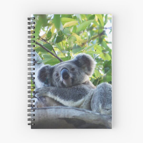 Artikelvorschau, Koala, in meinem eigenen Hinterhof, Gold Coast entworfen und verkauft von ginnymac.