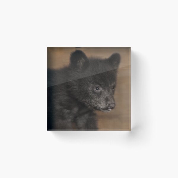 Item preview, Black Bear Cub Portrait designed and sold by Karen Peron.