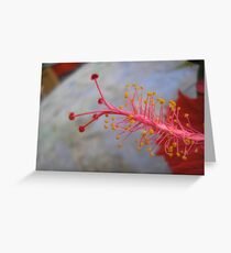 Eucalypt Greeting Card