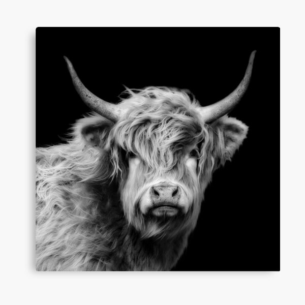 Tableau Sur Toile Vache écossaise Des Highlands Impression Sur Toile 2525