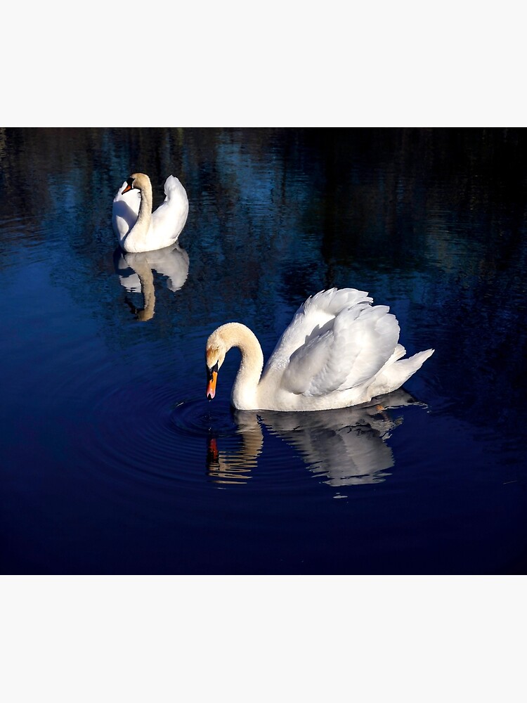 Thumbnail 3 of 3, Photographic Print, Swan Lake designed and sold by ScenicViewPics.