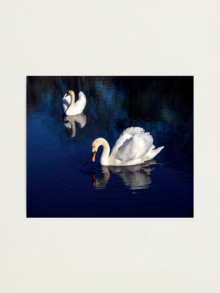 Thumbnail 2 of 3, Photographic Print, Swan Lake designed and sold by ScenicViewPics.