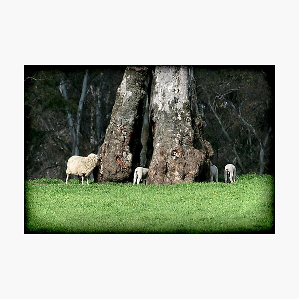 ~ The Family Tree ~ Photographic Print