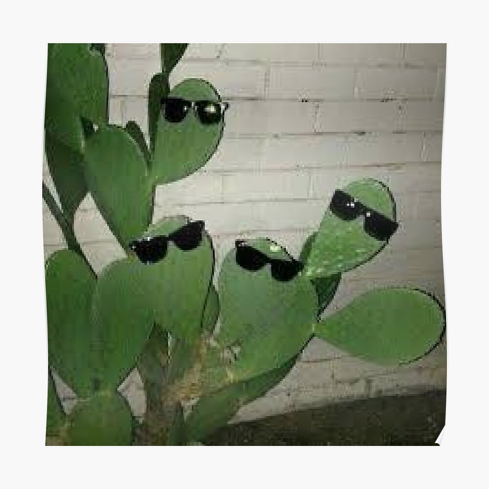 cactus with sunglasses