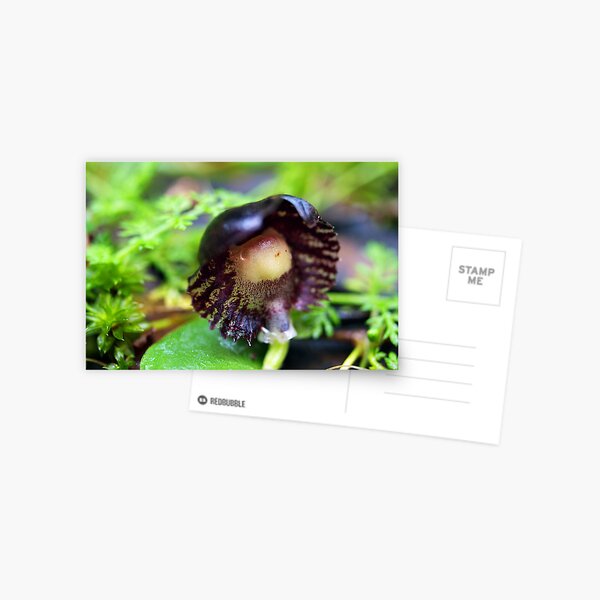 Item preview, Veined Helmet-orchid - Morwell National Park, Australia designed and sold by Bev Pascoe.