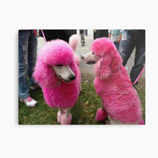 pink standard poodle