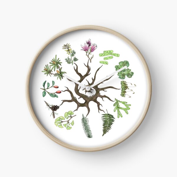 Plant Evolutionary Tree (Plain Background) Clock