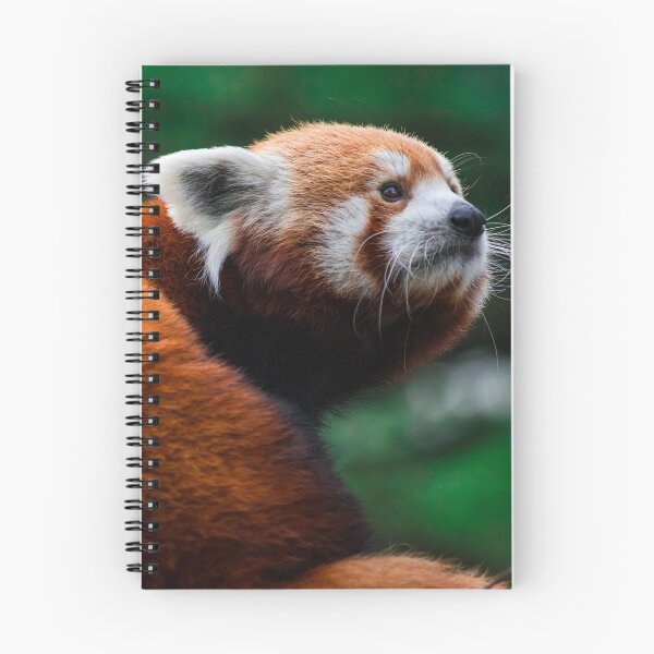 Artikelvorschau, Roter Panda in einem Baum entworfen und verkauft von bittervictory.