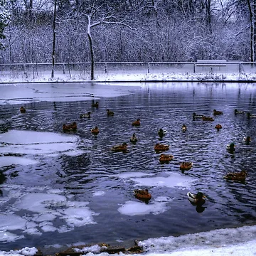Artwork thumbnail, First Snowfall by Larry Trupp