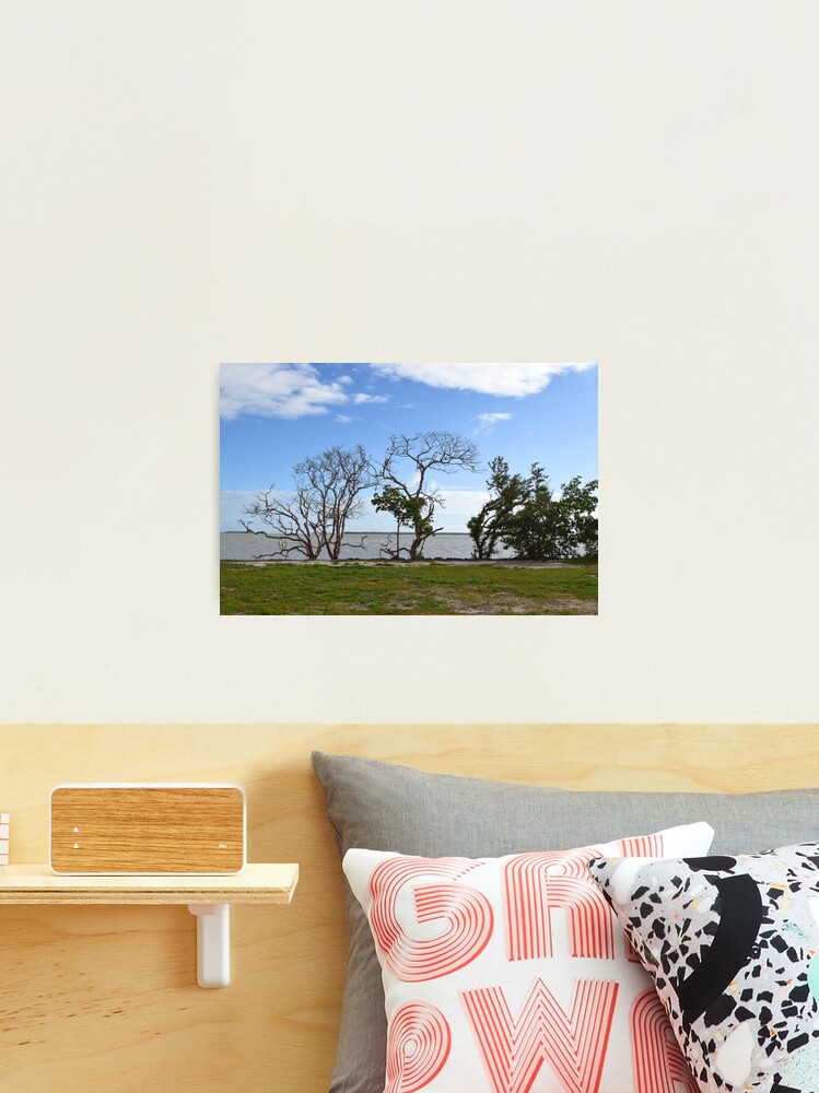 Thumbnail 2 of 3, Photographic Print, Everglades National Park, Florida designed and sold by MikeKunes.
